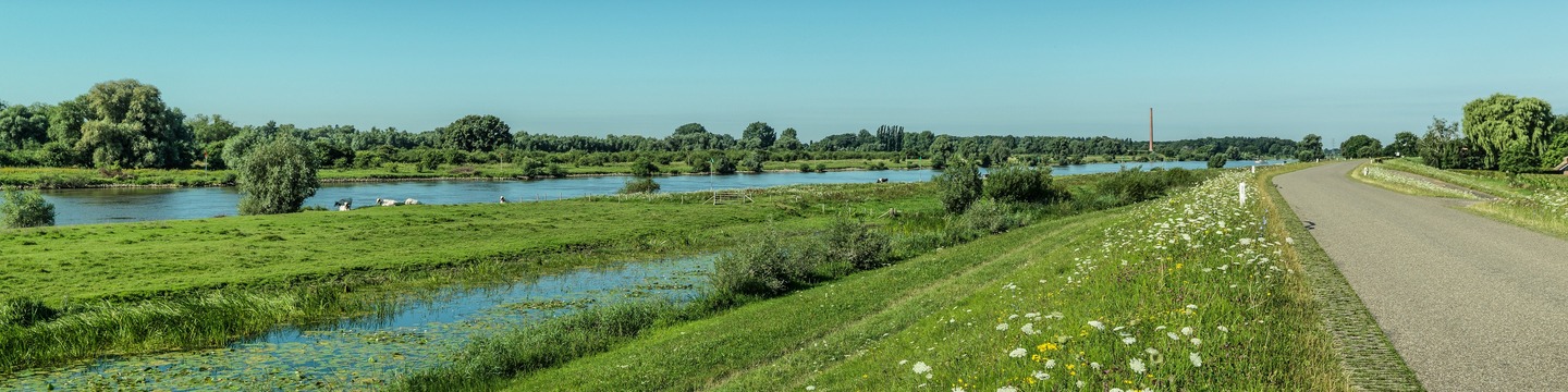 IJsseldijk bij Veessen met zicht op de rivier en uiterwaarden, met wilde bloemen op de voorgrond