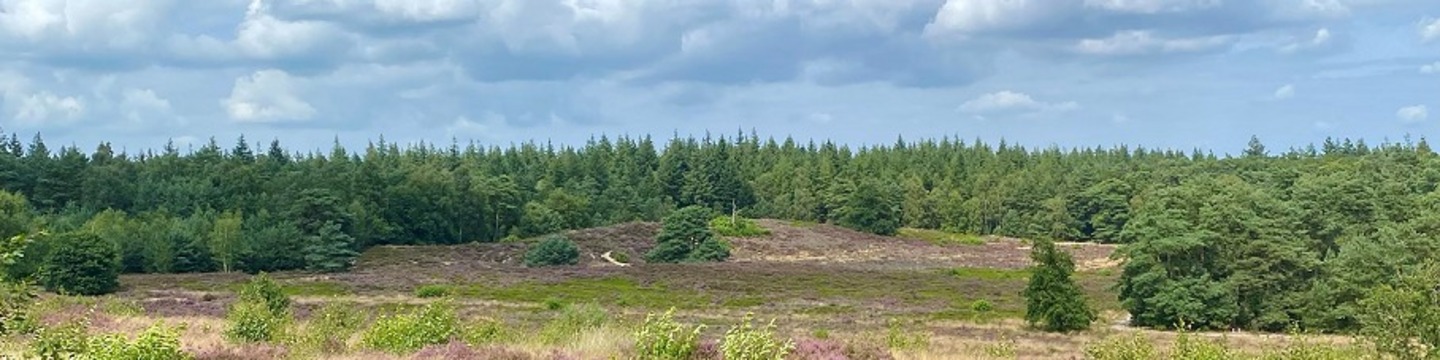 Heidelandschap Zwolse Bos Heerde