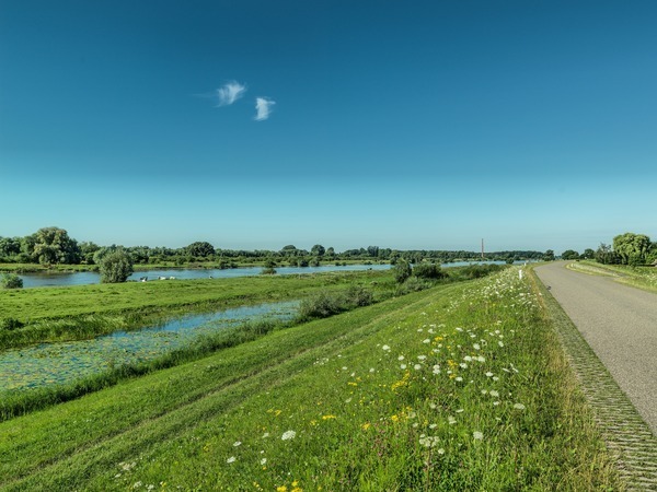 IJsseldijk bij Veessen met zicht op de rivier en uiterwaarden, met wilde bloemen op de voorgrond